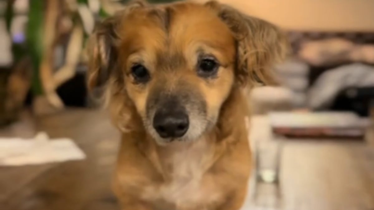 Illustration : "« Je n'arrive pas à croire qu’il s’agit du même chien », l'adoption transforme un pensionnaire de refuge peureux en un compagnon plein de vie (vidéo)"