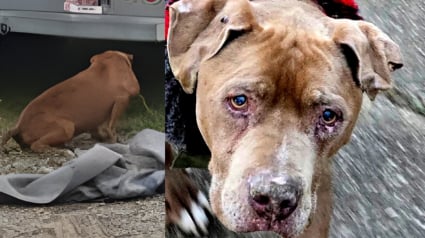 Illustration : Une vétérinaire derrière les barreaux pour avoir refusé de rendre un chien sénior à son maître l'ayant laissé attaché à une camionnette