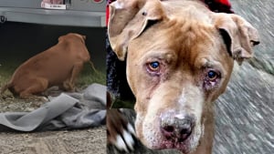 Illustration : "Une vétérinaire derrière les barreaux pour avoir refusé de rendre un chien sénior à son maître l'ayant laissé attaché à une camionnette"