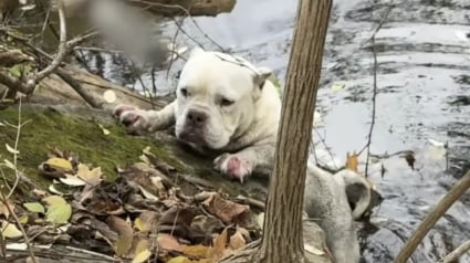 Illustration : En voyant une chienne se d&eacute;battre sur la berge d'un ruisseau glac&eacute;, des passants bienveillants utilisent un sandwich pour la sauver (vid&eacute;o)