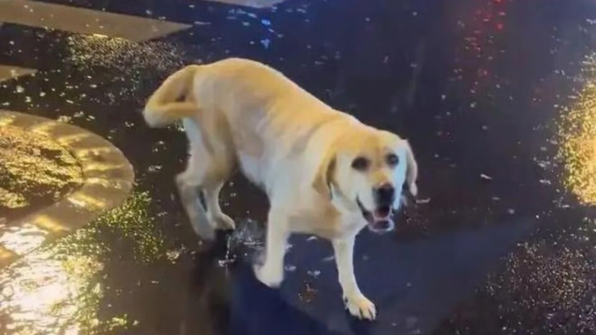 Illustration : "Une femme recueille un Labrador épuisé sous une pluie battante et déclenche des retrouvailles inespérées après 3 mois d'angoisse"