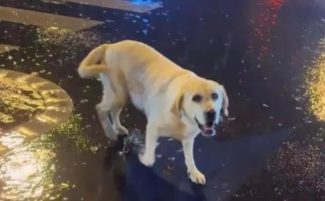 Une femme recueille un Labrador épuisé sous une pluie battante et déclenche des retrouvailles inespérées après 3 mois d'angoisse