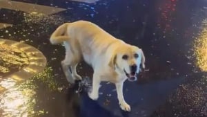 Illustration : Une femme recueille un Labrador épuisé sous une pluie battante et déclenche des retrouvailles inespérées après 3 mois d'angoisse