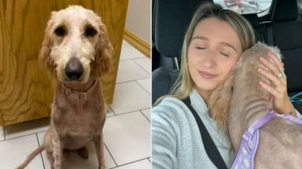 Illustration : En d&eacute;couvrant qu&rsquo;un chien &eacute;tait gravement n&eacute;glig&eacute;, cette h&eacute;ro&iuml;ne du quotidien d&eacute;cide d&rsquo;agir et paie pour sa s&eacute;curit&eacute; (vid&eacute;o)