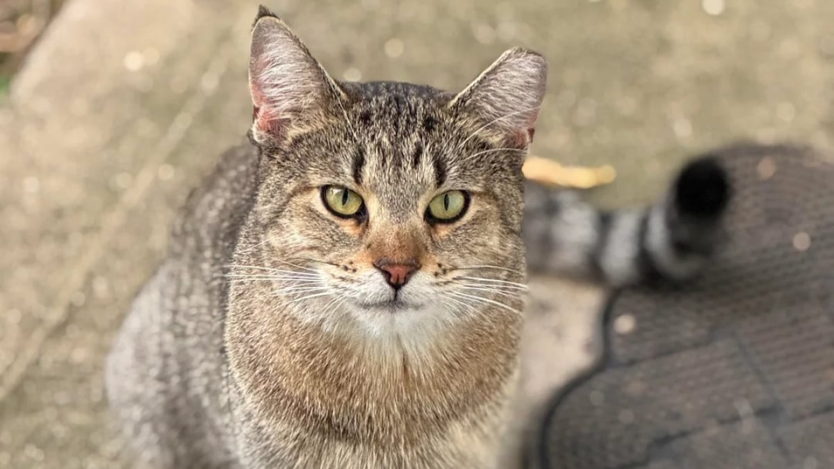 Illustration : "« Comme si c'était chez lui », un chat errant audacieux entre sans être invité et ne veut plus repartir"