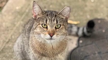 Illustration : &laquo; Comme si c'&eacute;tait chez lui &raquo;, un chat errant audacieux entre sans &ecirc;tre invit&eacute; et ne veut plus repartir