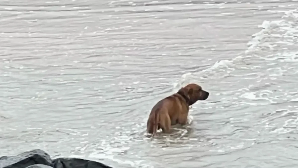 Illustration : "Durant un mois, une femme essaye de gagner la confiance d'un chien scrutant la mer dans l'espoir de revoir la famille qui l'a abandonné"