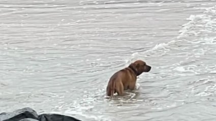 Illustration : Durant un mois, une femme essaye de gagner la confiance d'un chien scrutant la mer dans l'espoir de revoir la famille qui l'a abandonn&eacute;