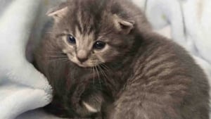 Illustration : Trouvés seuls dans un jardin, ces chatons de 3 semaines trouvent un foyer à temps pour passer l'hiver au chaud