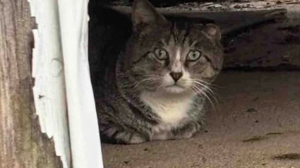 Illustration : Apr&egrave;s un an d'efforts pour le mettre en s&eacute;curit&eacute;, ce chat errant d&eacute;couvre avec joie les plaisirs simples de la vie en int&eacute;rieur