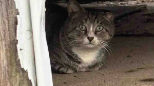 Illustration : Après un an d'efforts pour le mettre en sécurité, ce chat errant découvre avec joie les plaisirs simples de la vie en intérieur