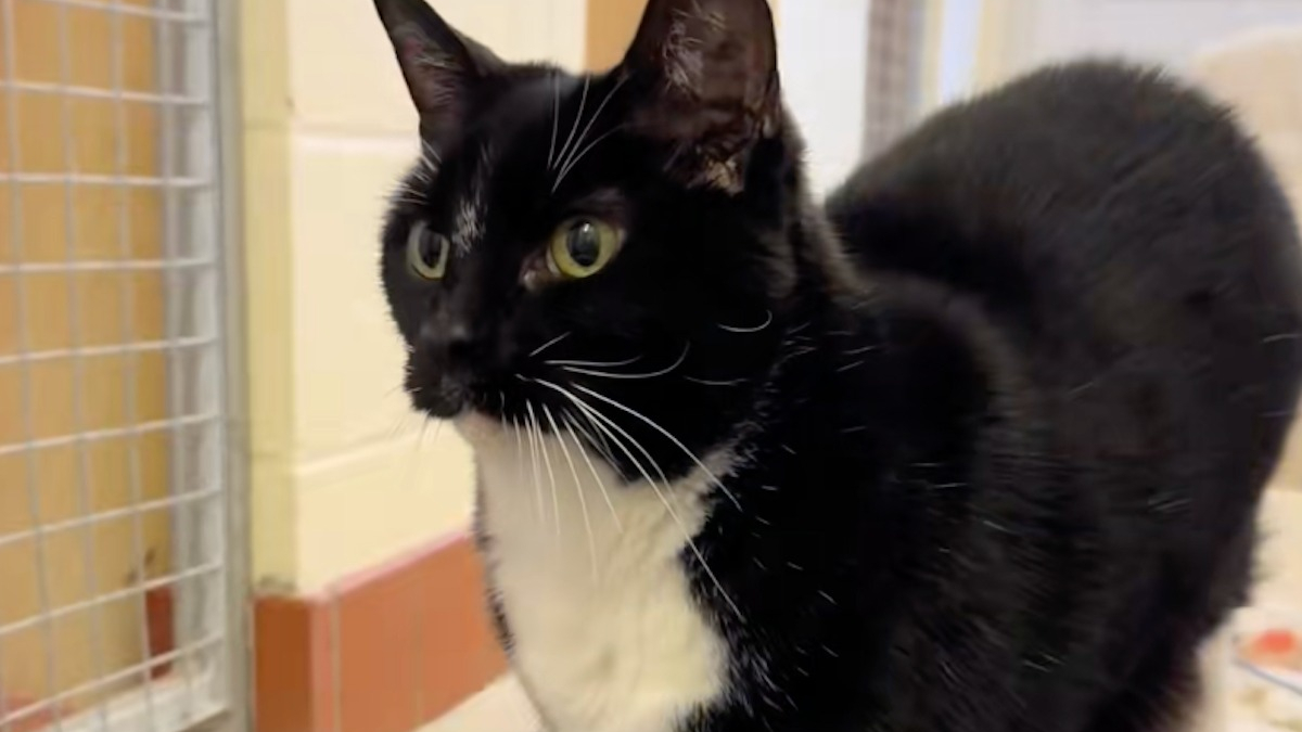 Illustration : "Abandonnée près des poubelles, une chatte aveugle et sans rancoeur est prête à aimer de nouveau (video)"