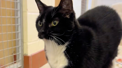 Illustration : Abandonn&eacute;e pr&egrave;s des poubelles, une chatte aveugle et sans rancoeur est pr&ecirc;te &agrave; aimer de nouveau (video)