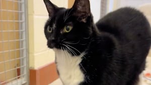 Illustration : Abandonnée près des poubelles, une chatte aveugle et sans rancoeur est prête à aimer de nouveau (video)