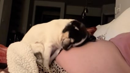Illustration : Press&eacute;e de rencontrer le b&eacute;b&eacute; de son humaine pr&eacute;f&eacute;r&eacute;e, cette chienne aveugle se blottit contre son ventre rond (vid&eacute;o)