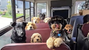 Illustration : En voyant leur bus préféré arriver, ces chiens ne peuvent contenir leur joie et se précipitent à l'intérieur pour retrouver leurs amis (vidéo)