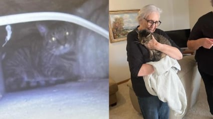 Illustration : Alors qu&rsquo;elle v&eacute;rifie sa nouvelle salle de bain, un miaulement &eacute;touff&eacute; r&eacute;v&egrave;le l&rsquo;endroit o&ugrave; sa chatte &eacute;tait prise au pi&egrave;ge depuis 3 semaines