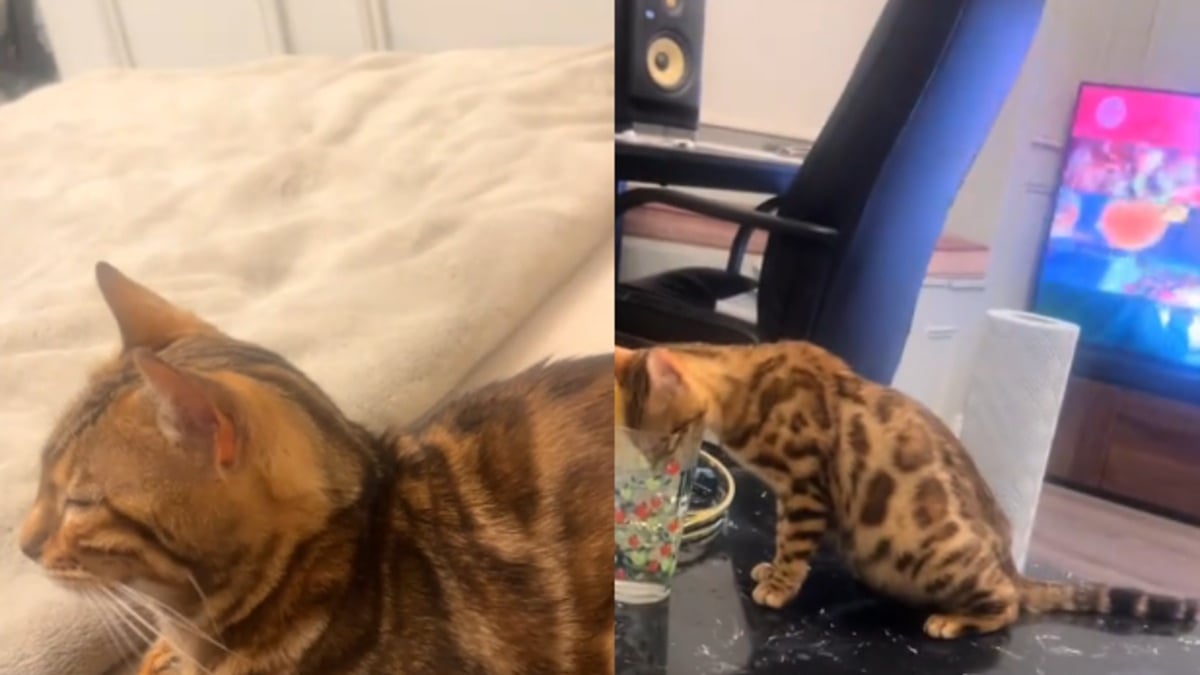 Illustration : "En découvrant 2 chattes Bengals dans un élevage clandestin, elle accepte de les sauver sans imaginer l’ampleur de leurs problèmes de santé"