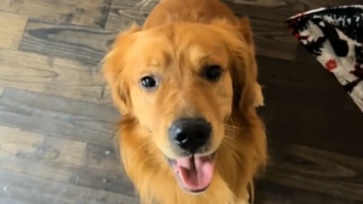 Illustration : "Un Golden Retriever déborde de joie lorsqu'il comprend que sa peluche préférée est remplacée par un vrai chiot (vidéo)"