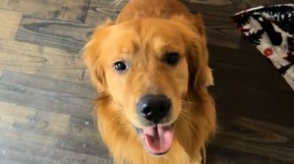 Illustration : Un Golden Retriever d&eacute;borde de joie lorsqu'il comprend que sa peluche pr&eacute;f&eacute;r&eacute;e est remplac&eacute;e par un vrai chiot (vid&eacute;o)