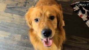 Illustration : Un Golden Retriever déborde de joie lorsqu'il comprend que sa peluche préférée est remplacée par un vrai chiot (vidéo)