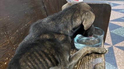 Illustration : En amenant un chien squelettique au commissariat, elle prétend ne pas le connaître et l'avoir sauvé mais la réalité est tout autre