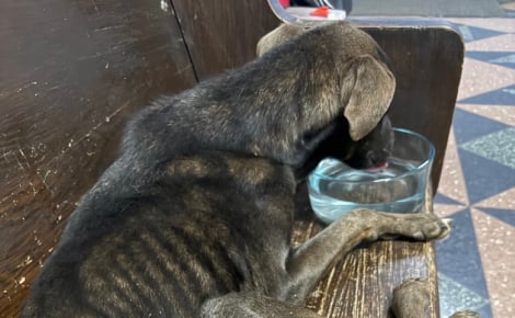 En amenant un chien squelettique au commissariat, elle prétend ne pas le connaître et l'avoir sauvé mais la réalité est tout autre