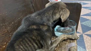 Illustration : "En amenant un chien squelettique au commissariat, elle prétend ne pas le connaître et l'avoir sauvé mais la réalité est tout autre"