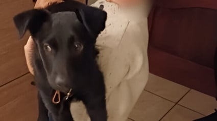 Illustration : A la gare, les policiers reconnaissent un chiot vol&eacute; tenu par un jeune homme et d&eacute;clenchent des retrouvailles inesp&eacute;r&eacute;es