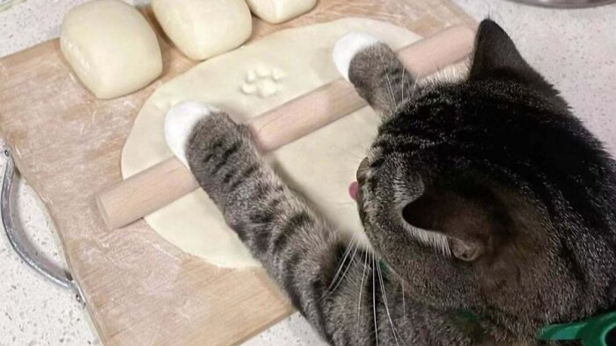 Illustration : "11 photos de chats au comportement presque humain"