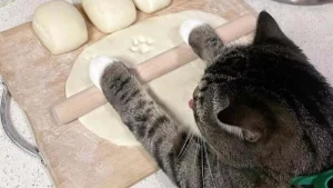 Illustration : 11 photos de chats au comportement presque humain