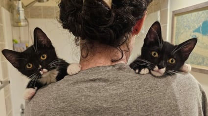 Illustration : 12 chats en famille d&rsquo;accueil qui ont transform&eacute; la vie de toute la maison