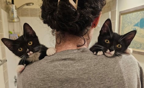 12 chats en famille d’accueil qui ont transformé la vie de toute la maison