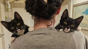 Illustration : 12 chats en famille d&rsquo;accueil qui ont transform&eacute; la vie de toute la maison