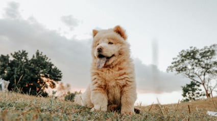 Illustration : 10 races de chien dont la bouille adorable vous fera fondre