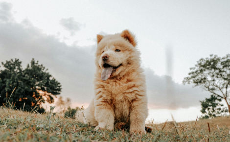 10 races de chien dont la bouille adorable vous fera fondre