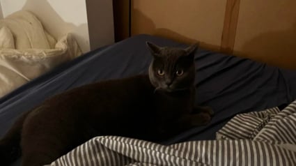 Illustration : Un homme se réveille en pleine nuit et découvre un chat allongé dans son lit alors qu’il n’a pas d’animaux