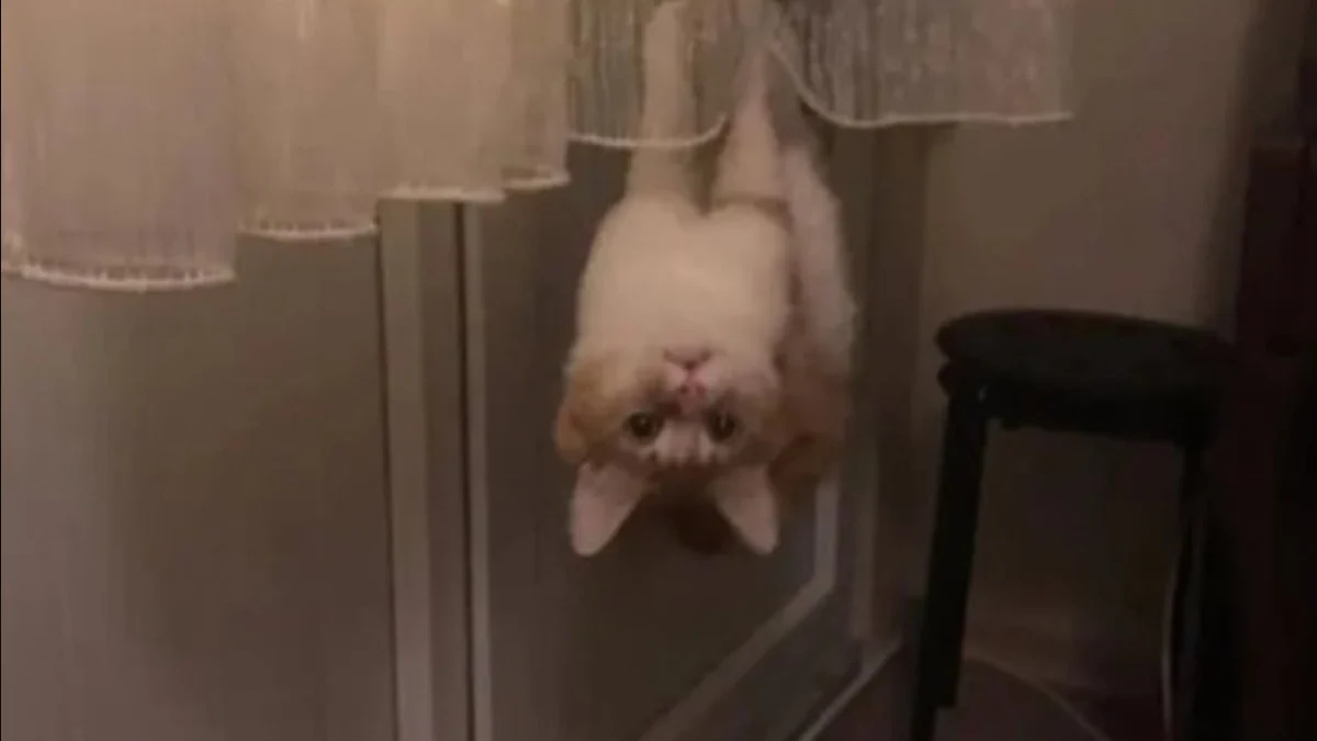 Illustration : "13 photos qui montrent que les chats sont les as des postures invraisemblables"