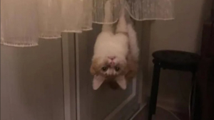 Illustration : "13 photos qui montrent que les chats sont les as des postures invraisemblables"