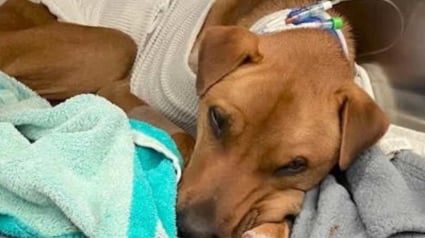 Illustration : Son chien s'&eacute;chappe pendant qu'elle r&eacute;cup&egrave;re son courrier, il reste introuvable pendant un mois et mobilise toute une communaut&eacute;