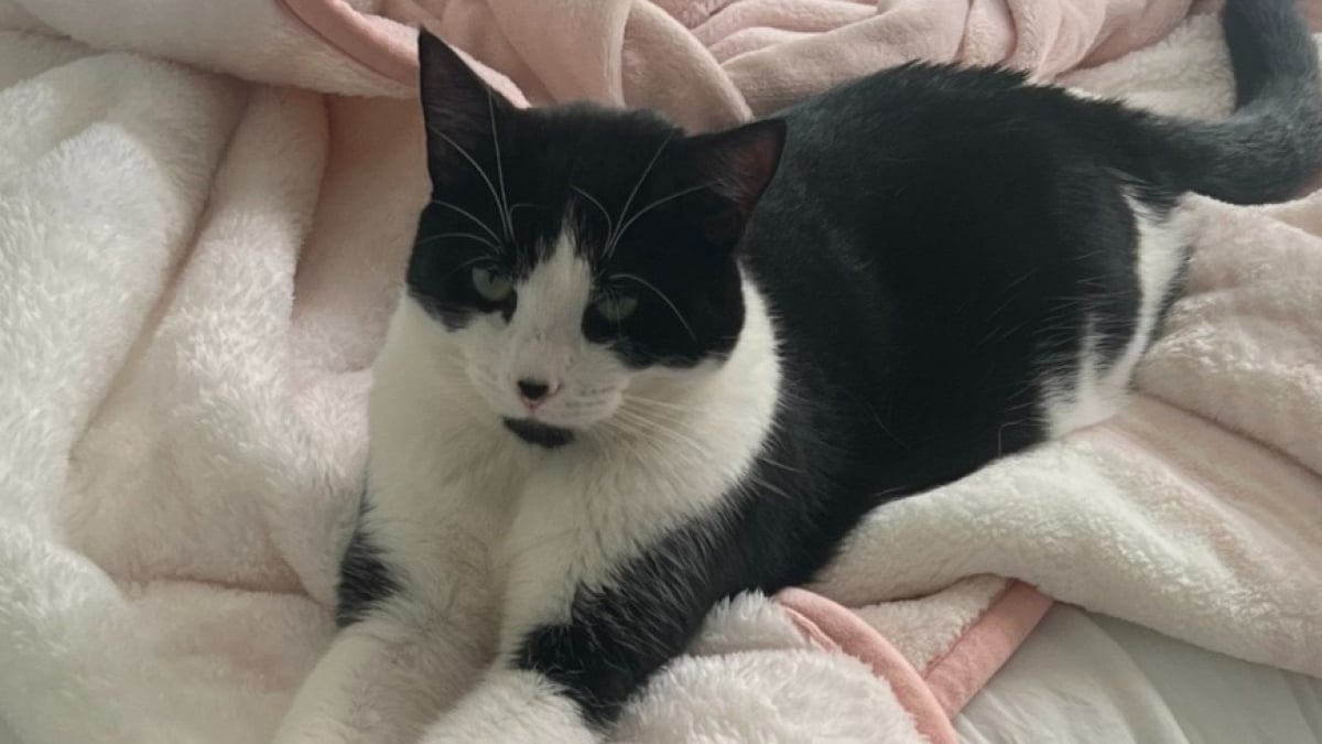 Illustration : "Un couple stupéfait découvre que leur chat accumulait secrètement des liasses de billets dans sa cachette (vidéo)"