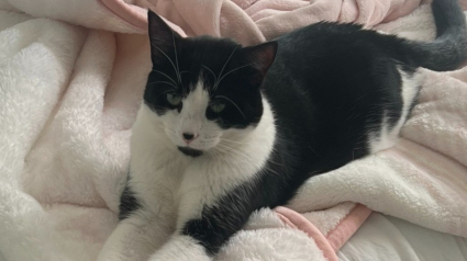 Illustration : Un couple stup&eacute;fait d&eacute;couvre que leur chat accumulait secr&egrave;tement des liasses de billets dans sa cachette (vid&eacute;o)