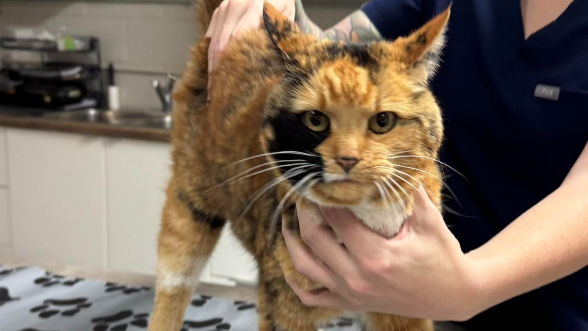 Illustration : "« Ces retrouvailles ont été parmi les plus beaux moments que nous ayons vécus », des vétérinaires aident une chatte disparue pendant 8 ans à retrouver sa propriétaire (vidéo)"