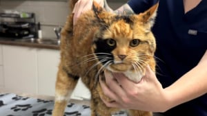 Illustration : « Ces retrouvailles ont été parmi les plus beaux moments que nous ayons vécus », des vétérinaires aident une chatte disparue pendant 8 ans à retrouver sa propriétaire (vidéo)