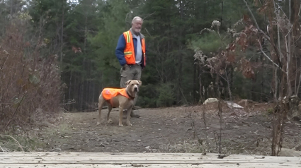 Illustration : Un homme au grand coeur fait don d'un terrain bois&eacute; de 380 000 m2 pour rendre les chiens heureux