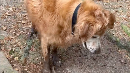 Illustration : M&ecirc;me &acirc;g&eacute;, ce Golden Retriever adore jouer dans les flaques de boue comme un chiot insouciant (vid&eacute;o)