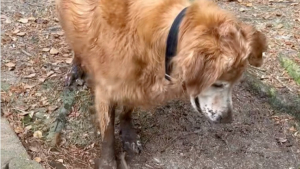 Illustration : Même âgé, ce Golden Retriever adore jouer dans les flaques de boue comme un chiot insouciant (vidéo)