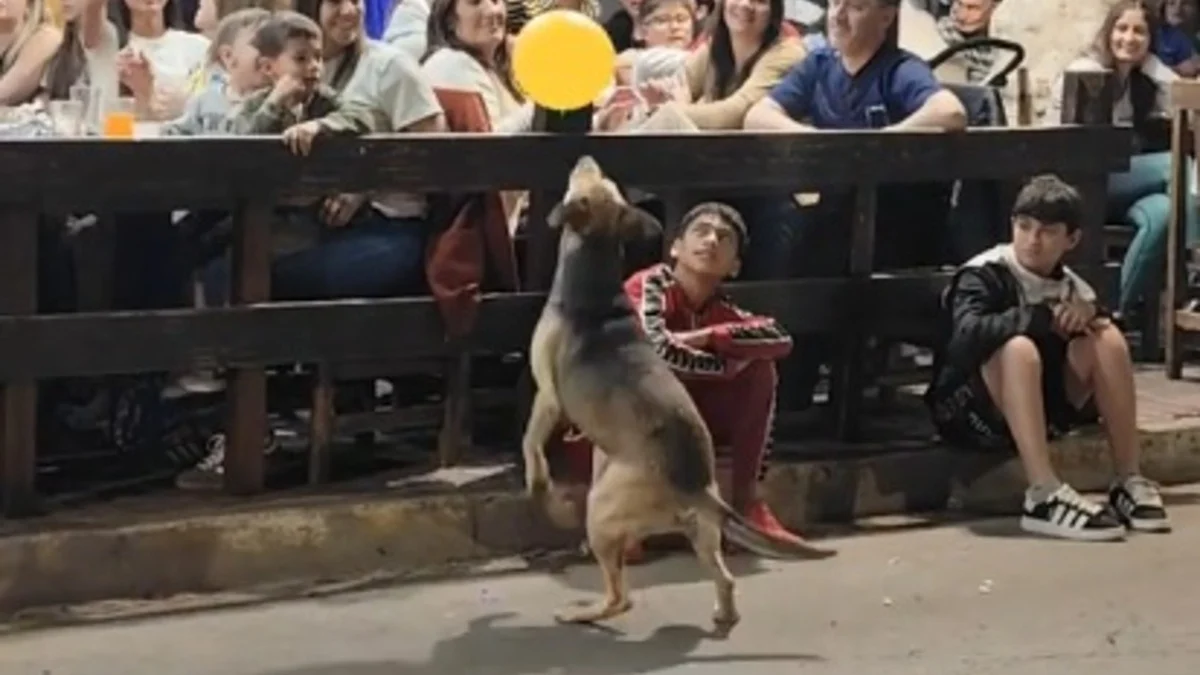 Illustration : "Un chien errant devient la star d'une parade en jouant avec un ballon et rappelle qu’il suffit parfois de peu pour être heureux (vidéo)"