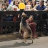 Illustration : Un chien errant devient la star d'une parade en jouant avec un ballon et rappelle qu&rsquo;il suffit parfois de peu pour &ecirc;tre heureux (vid&eacute;o)