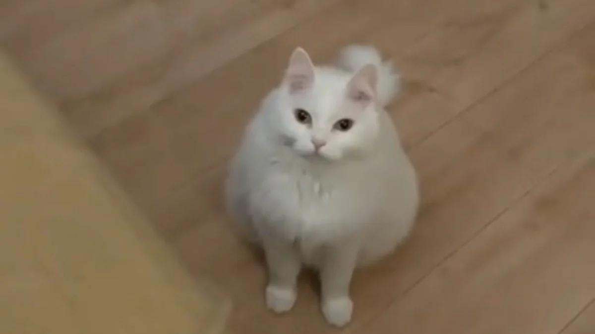 Illustration : "Inquiète pour son humaine préférée alitée depuis 3 jours, cette chatte lui apporte des croquettes sur son lit (vidéo)"